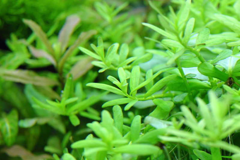 砂利で育成　植栽14日目